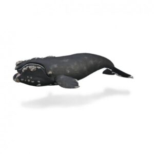 BALLENA DERECHA XL 88740 1U/-DEQUBE-